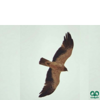 گونه عقاب پر پا Booted Eagle 